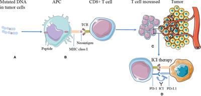Prognostic Value of Neoantigen Load in Immune <mark class="highlighted">Checkpoint Inhibitor Therapy</mark> for Cancer